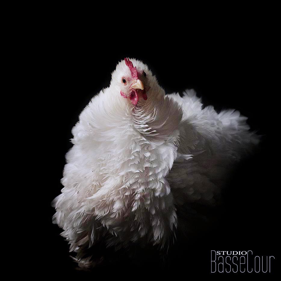 Poule Pékin Frisée - N°5 Poule Pékin Frisée - N°5