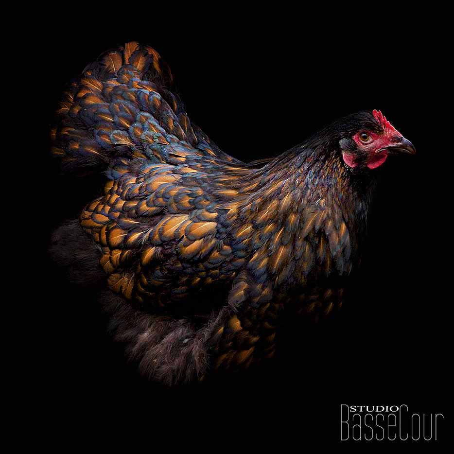 Poule Wyandotte - N°2- Poule Wyandotte - N°2-