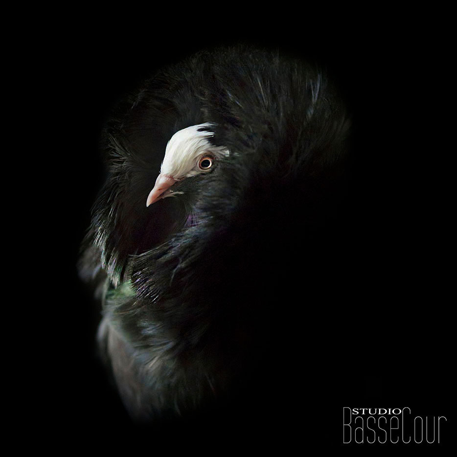 Pigeon Capucin - N°13 Pigeon Capucin - N°13