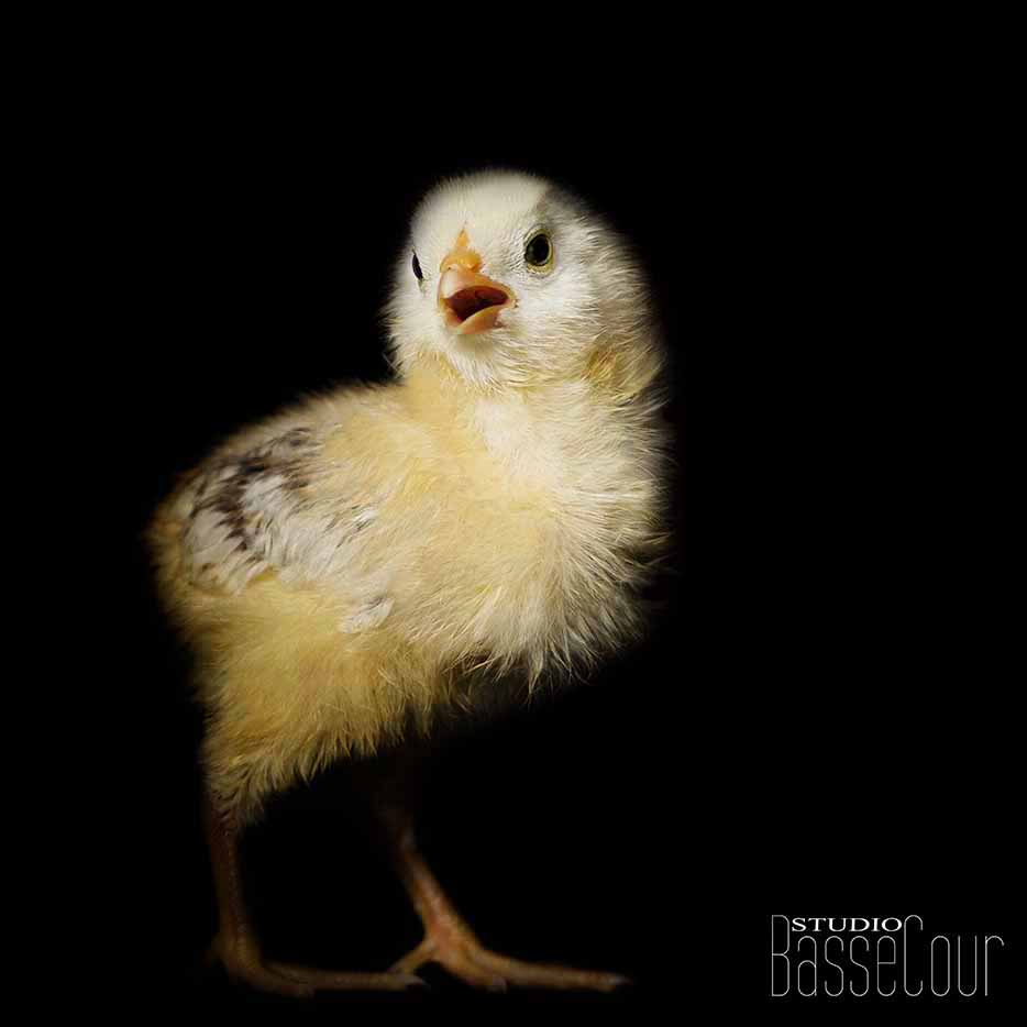 Poussin - N°22 Poussin - N°22