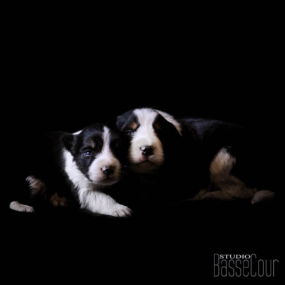 Chiots Border -N°20- Chiots Border -N°20-