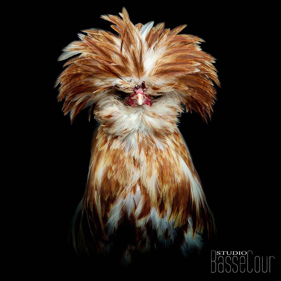 Coq Padoue -N°3 Coq Padoue -N°3