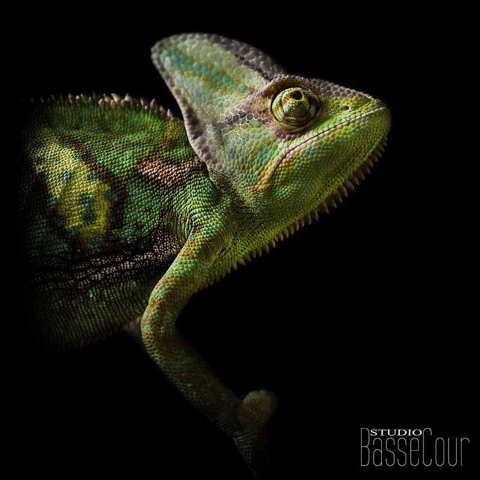 Caméléon casqué du Yémen - N° 29 Caméléon casqué du Yémen - N° 29