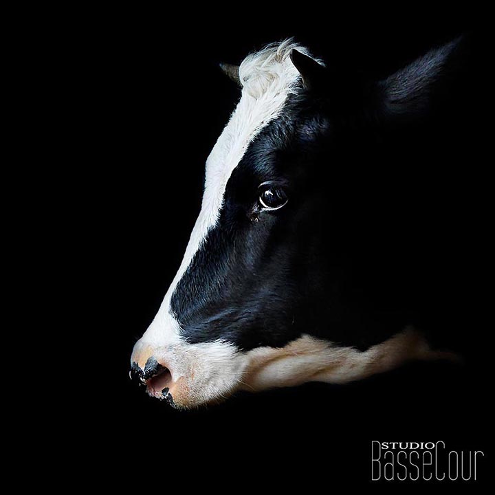 Vache - N°23 Vache - N°23