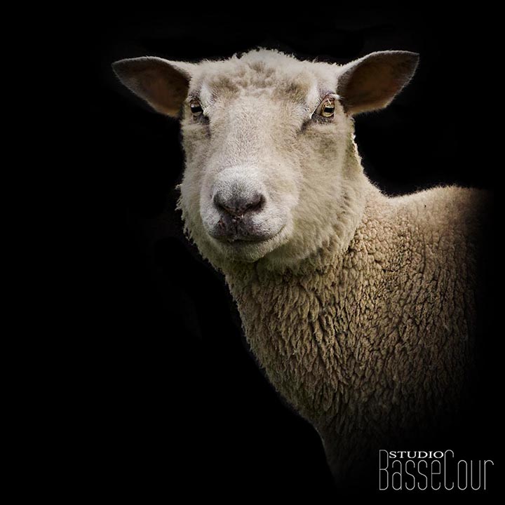 Mouton - N°23 - Mouton - N°23 -