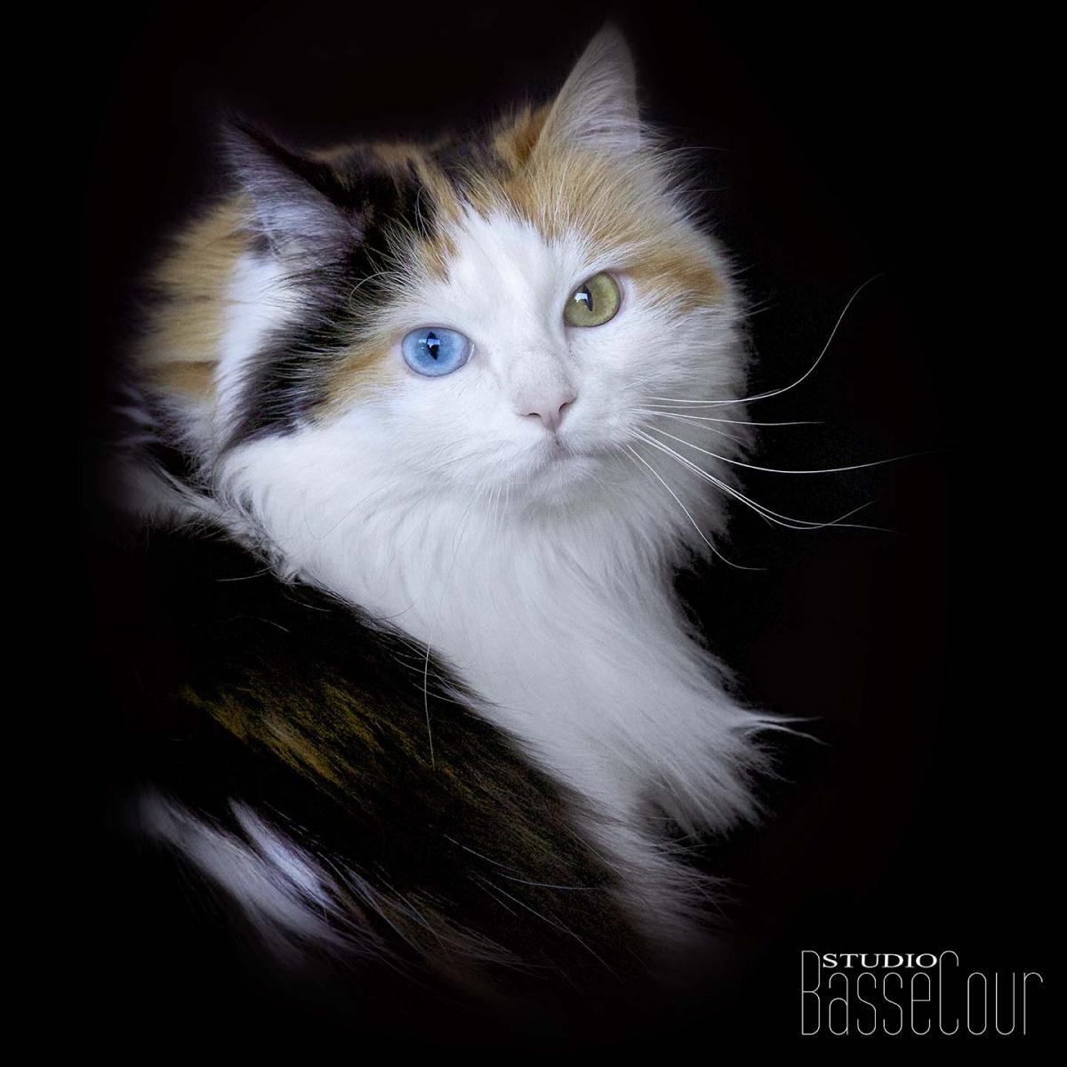 Minette Minette